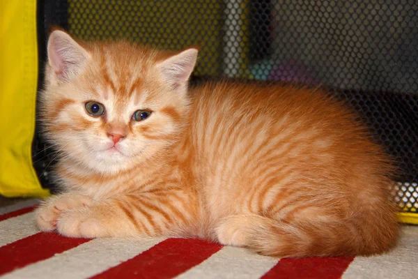 Peach striped tabby kitten red tabby, home small pet. — Stock Photo, Image