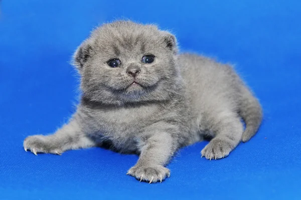 Kitten is newborn suckling. — Stock Photo, Image