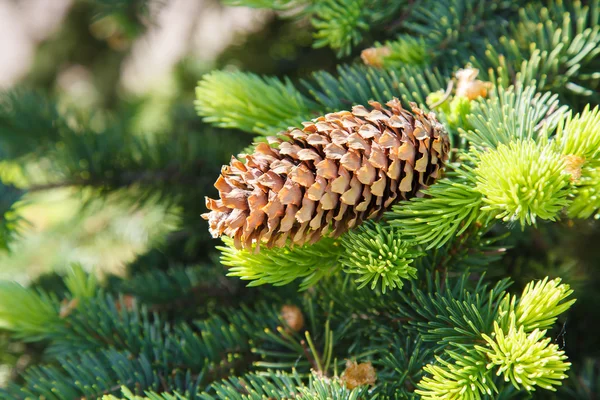 Cone de abeto em um ramo . — Fotografia de Stock