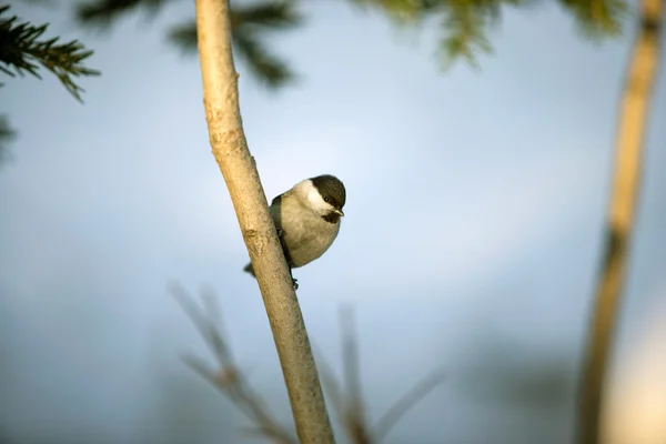 Tit spring against the blue sky. — Zdjęcie stockowe