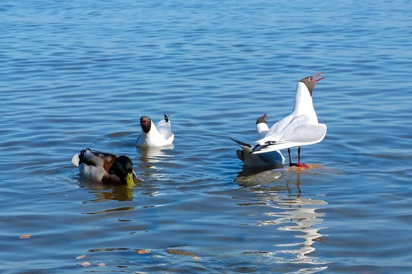 Pato salvaje nadando en el lago . —  Fotos de Stock