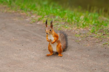 Meraklı sincap caddenin görünüyor.