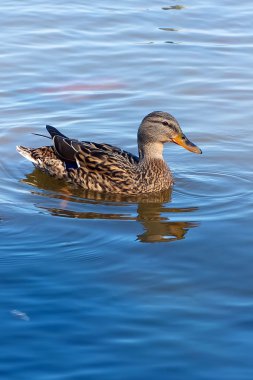 Yaban ördeği denizinde yüzerim.