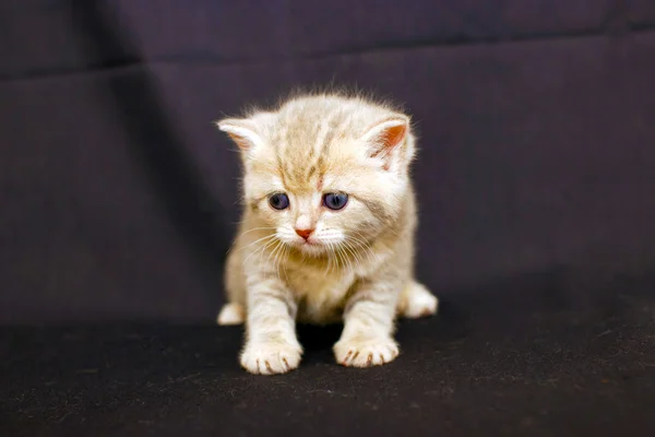 Gattino su uno sfondo scuro, gattino razza britannica . — Foto Stock