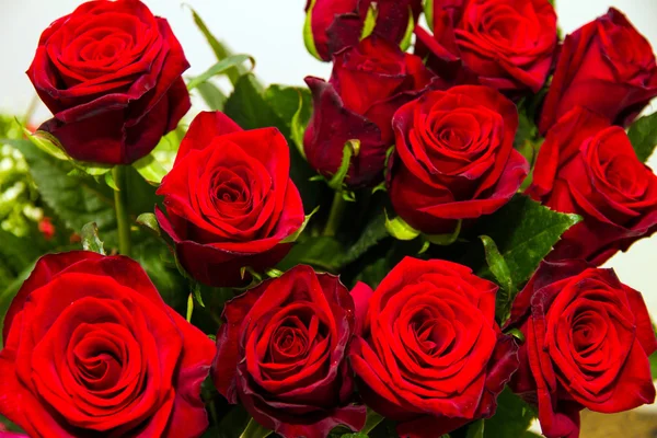 Red beautiful roses. — Stock Photo, Image