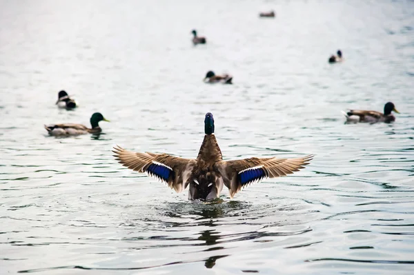 Kachna křídly na vodě. — Stock fotografie