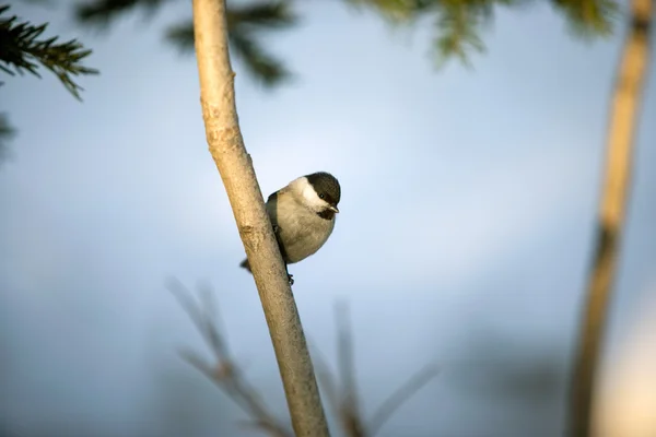 Mezen vogel close-up zittend op een tak. — Stockfoto