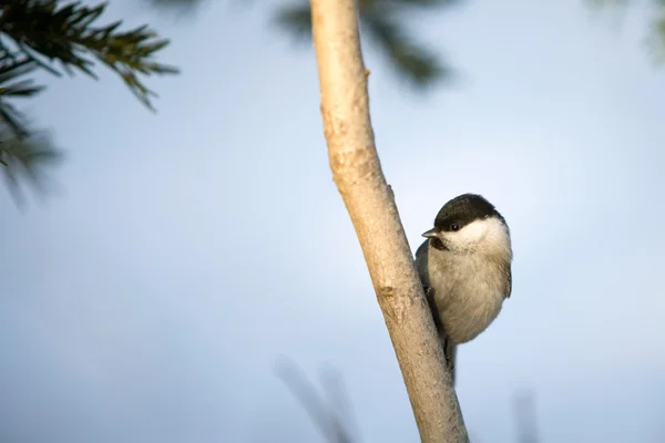 Tit pássaro em um ramo . — Fotografia de Stock
