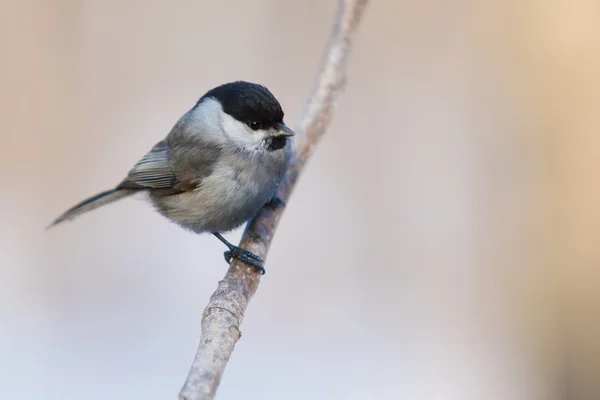 Mezen vogel op een tak. — Stockfoto