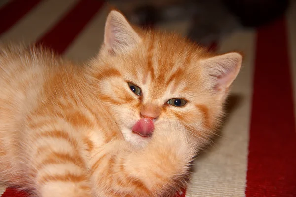 Curious look of a kitten.