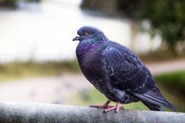 Güvercin gri oturuyor.