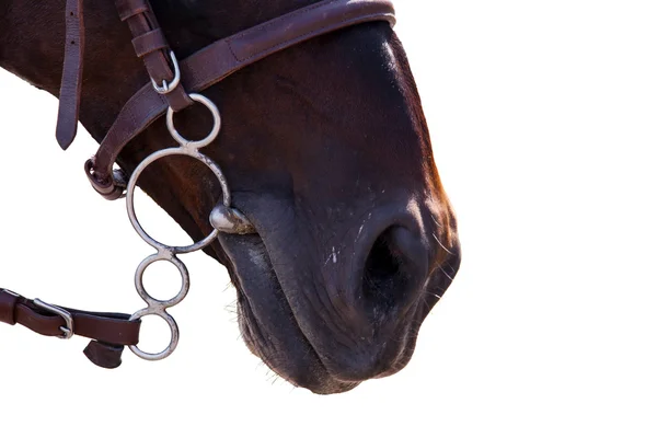 Hoofd van het paard in hoofdstel. — Stockfoto