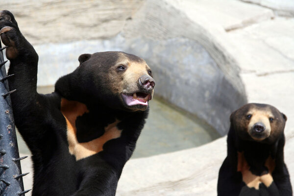 Short-haired black bears.