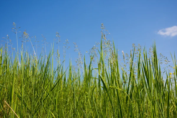 Πράσινο γρασίδι και μπλε ουρανός. — Φωτογραφία Αρχείου
