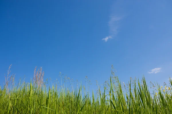 Grönt gräs på himlen. — Stockfoto