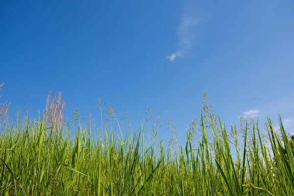 Gras en lucht. — Stockfoto