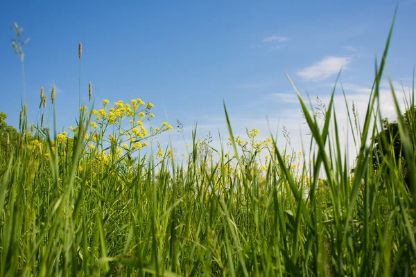 Зеленая трава и цветы. — стоковое фото