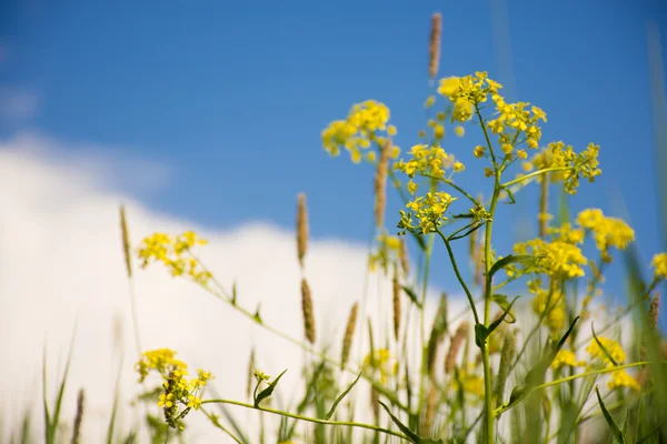 Flowers against a pure blue sky.