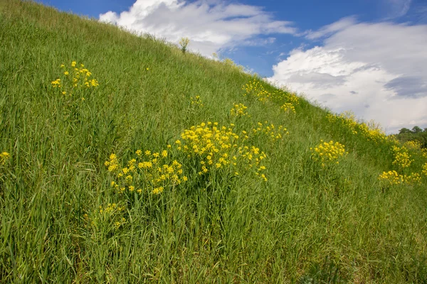 Склон зеленого холма . — стоковое фото