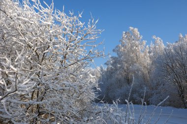 ağaçlarda süsleyin.