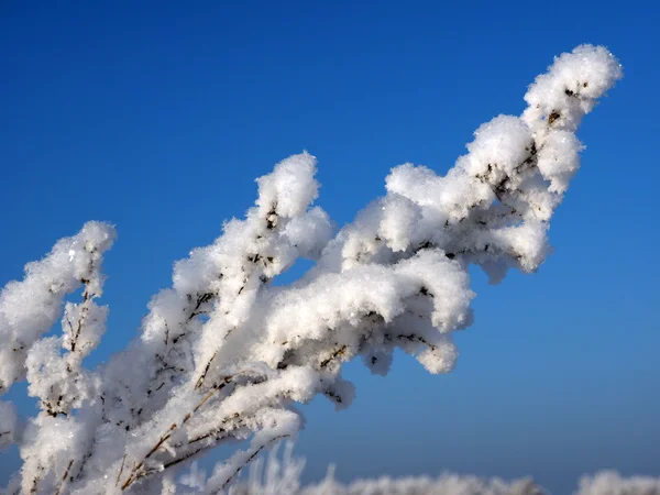 Fluffy snow of the morning. — Stock Photo, Image