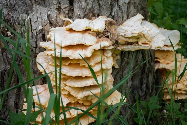 Tree fungus growing, — Stock Photo, Image