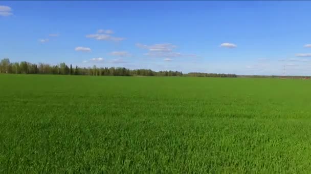 Grand Champ Agricole Avec Jeunes Blés Verts Les Premières Années — Video