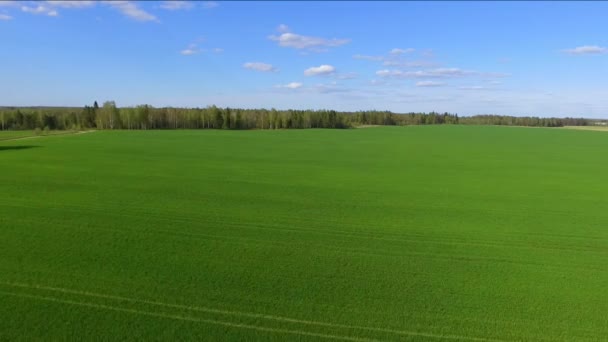 Top Uitzicht Vlucht Een Groene Tarwe Landbouwgebied Vliegen Groeiende Spruiten — Stockvideo