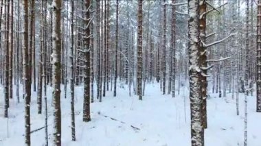 Kışın bir çam ormanının üzerinde uçmak. Kuzey ormanlarının karla kaplı kozalaklı ağaçları..