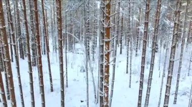 Kışın günbatımında ormanın çamları. Kuzey manzaralı vahşi ormanın karla kaplı kozalaklı ağaçları..