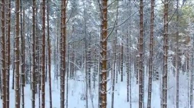 Kışın bir çam ormanının üzerinde uçmak. Kuzey ormanlarının karla kaplı kozalaklı ağaçları..