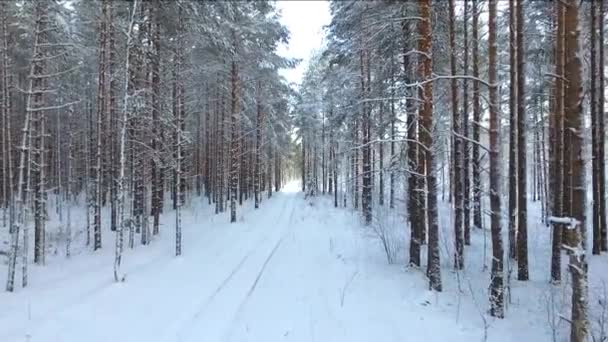 Volando Sobre Camino Bosque Pinos Invierno Árboles Coníferas Cubiertos Nieve — Vídeo de stock