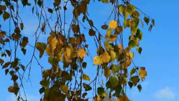 Autumn Yellow Tree Background Blue Sky Landscape Forest Fall Nature — Stock Video