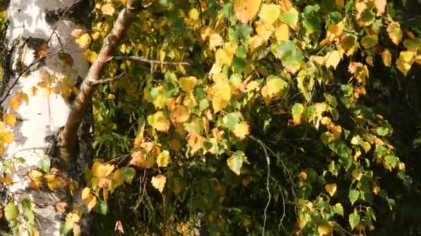Φθινοπωρινό Κίτρινο Δέντρο Φόντο Τον Γαλάζιο Ουρανό Τοπίο Της Φύσης — Αρχείο Βίντεο