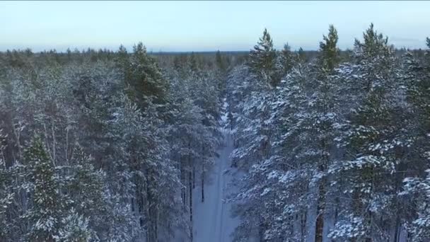 Voando Sobre Uma Floresta Pinheiros Inverno Árvores Coníferas Cobertas Neve — Vídeo de Stock