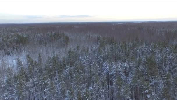 Pins Forêt Hiver Coucher Soleil Conifères Enneigés Forêt Sauvage Vue — Video