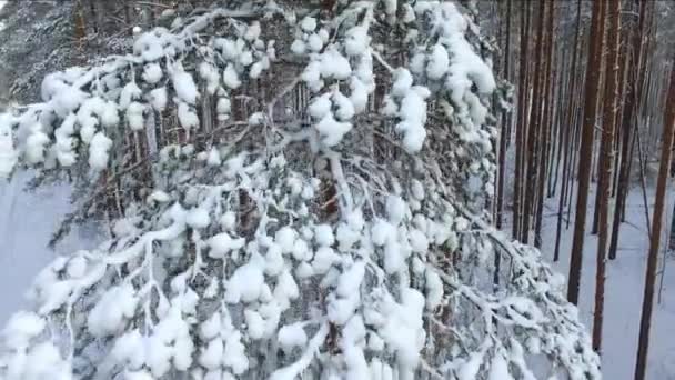 日没の冬の森の松 北面の原生林の雪に覆われた針葉樹林 — ストック動画