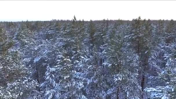 Dennen Van Het Bos Winter Bij Zonsondergang Met Sneeuw Bedekte — Stockvideo