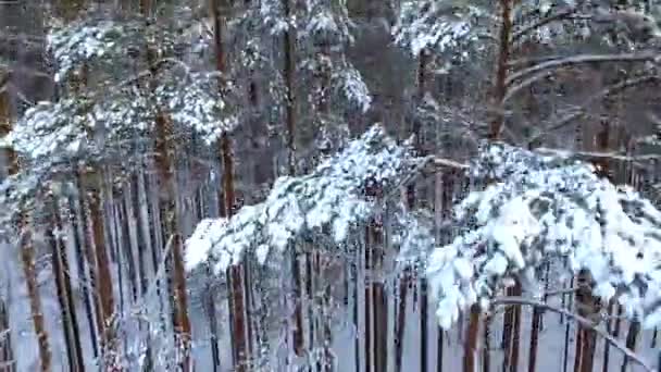 Survoler Une Pinède Hiver Conifères Enneigés Forêt Sauvage Nord — Video