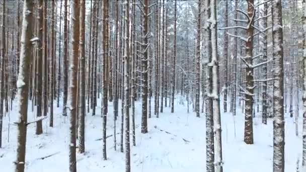 Skogens Tallar Vintern Vid Solnedgången Snötäckta Barrträd Den Vilda Skogen — Stockvideo