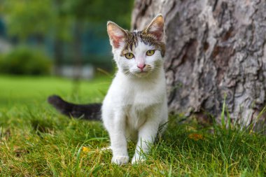 Kedi yeşil çimlerin üzerinde gri lekeli beyazdır. Sokakta başıboş bir kedi..