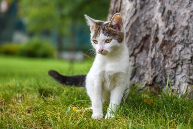 Kedi yeşil çimlerin üzerinde gri lekeli beyazdır. Sokakta başıboş bir kedi..