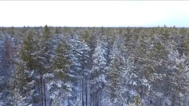 日没の冬の森の松 北面の原生林の雪に覆われた針葉樹林 — ストック動画