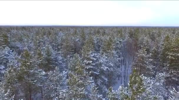 Los Pinos Del Bosque Invierno Atardecer Árboles Coníferas Cubiertas Nieve — Vídeos de Stock