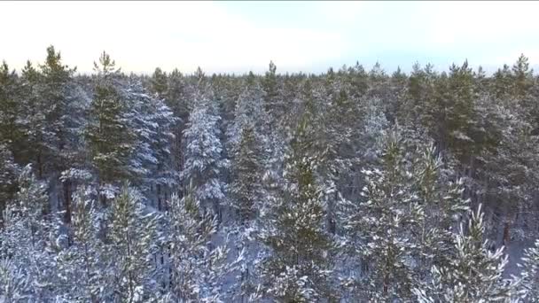 日没の冬の森の松 北面の原生林の雪に覆われた針葉樹林 — ストック動画