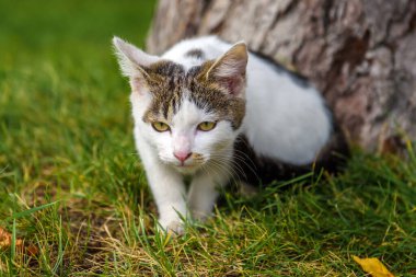 Kedi yeşil çimlerin üzerinde gri lekeli beyazdır. Sokakta başıboş bir kedi..