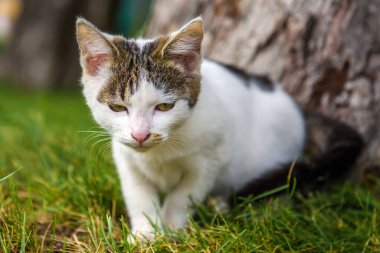 Kedi yeşil çimlerin üzerinde gri lekeli beyazdır. Sokakta başıboş bir kedi..