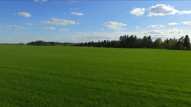 Grande Campo Fazenda Com Trigo Verde Jovem Anos Iniciais Agrícolas — Vídeo de Stock