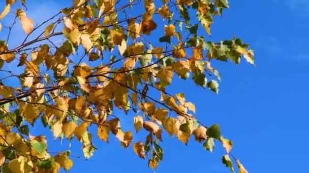 Listy Větvi Strom Smutný Podzim Krajina Lesní Podzimní Přírody — Stock video