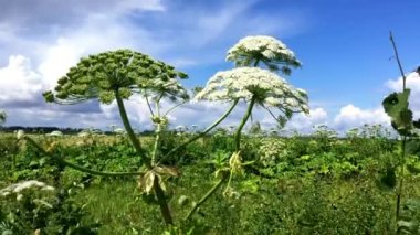 Bitki ekinlere zarar verir, zehirlenmeye ve yanmaya neden olur. Tehlikeli yaban domuzu Heracleum sphondylium tarlalarda. 